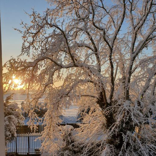 Arbre sous la neige au lever du soleil