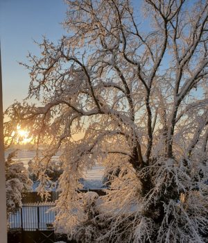 Arbre sous la neige au lever du soleil